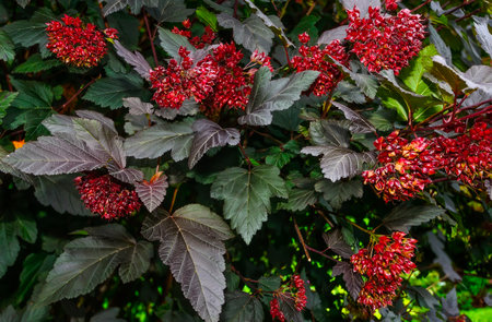 Colorful Ninebark or Physocarpus opulifolius with purple leaves and red fruitage - beautiful ornamental perennial deciduous bush in summer garden, close up. Gardening or landscaping conceptの写真素材