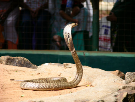 Coiled spectacled asp at the snake park, Chennai (Madras), India