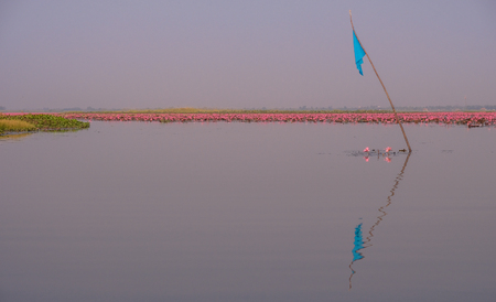 Udon Thani, Thailand - February 6, 2018: The Red Sea of Lotus is a beautiful natural landscape in the city of Udon Thani, Thailandのeditorial素材