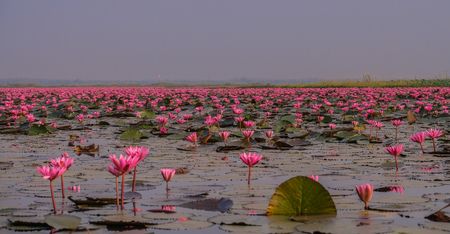 Udon Thani, Thailand - February 6, 2018: The Red Sea of Lotus is a beautiful natural landscape in the city of Udon Thani, Thailandのeditorial素材