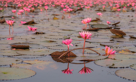 Udon Thani, Thailand - February 6, 2018: The Red Sea of Lotus is a beautiful natural landscape in the city of Udon Thani, Thailandのeditorial素材