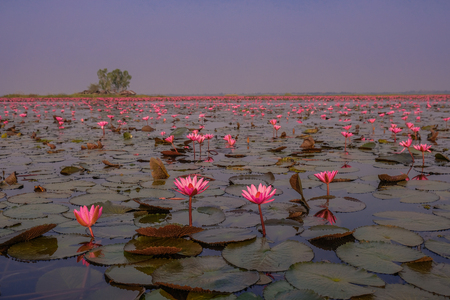 Udon Thani, Thailand - February 6, 2018: The Red Sea of Lotus is a beautiful natural landscape in the city of Udon Thani, Thailandのeditorial素材