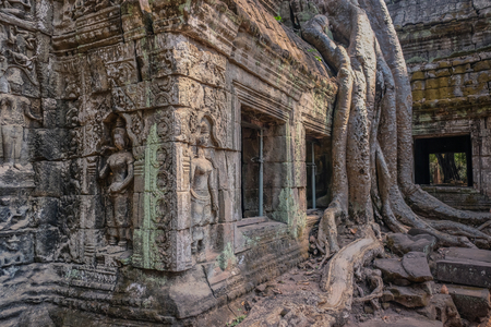 Angkor Temples, Siem Riep, Cambodia - February 12, 2018: Parts of the temple under the roots of large trees in the jungle of Angkorのeditorial素材