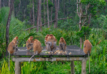 Sepilok, Borneo Island, Malaysia - March 7, 2018: Family of Proboscis monkeys eating in the rain in...