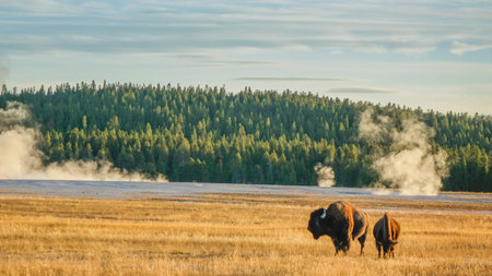 Yellowstone National Park, Wyoming, USA - September 14, 2015: Bison in Yellowstone meadow at sunsetのeditorial素材