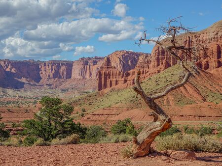Capitol Reef National Park, Utah, USA - September, 4 - 2015: Lonely tree in a huge valley of the national park with cliffs in the backgroundのeditorial素材