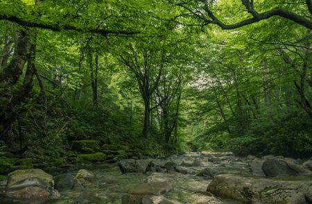 Great Smoky Mountains Expressway, Cherokee, North Carolina - June 19, 2018: River through the interior of a forest in Great Smoky Mountainsのeditorial素材