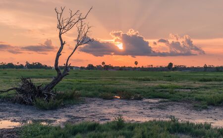 Flamingo Visitor Center, Everglades National Park, Florida, USA - July 14, 2018: Sunset in Everglades National Park in Florida with silhouettes of treeのeditorial素材