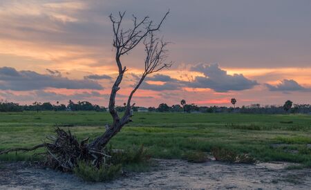 Flamingo Visitor Center, Everglades National Park, Florida, USA - July 14, 2018: Sunset in Everglades National Park in Florida with silhouettes of treeのeditorial素材