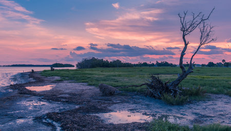 Flamingo Visitor Center, Everglades National Park, Florida, USA - July 14, 2018: Sunset in Everglades National Park in Florida with silhouettes of treeのeditorial素材