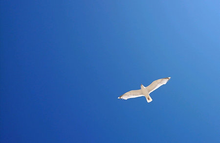 Seagull in overhead flight
