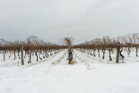 Winter vineyard with snow in Niagara on the lake, Ontario Canadaの写真素材