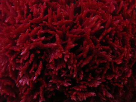 Close-up of red flowerの写真素材
