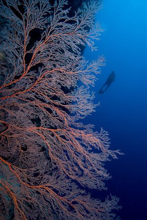 SCUBA Diver and Red Sea Fanの写真素材