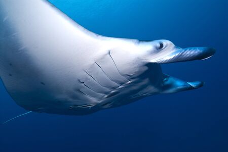 Manta Ray Close upの写真素材