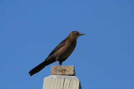 Boat-tailed Grackle (Quiscalus major)の写真素材