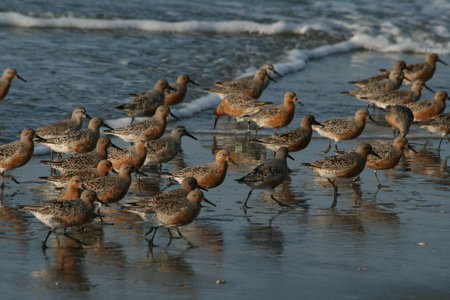 Red Knot (Calidris camutus)