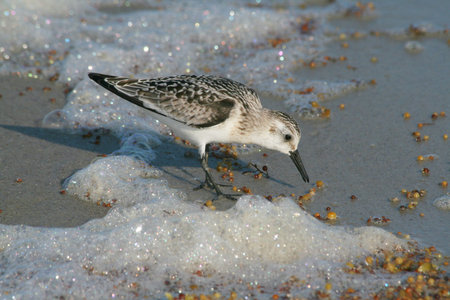 Sanderling (Calidris alba)の写真素材