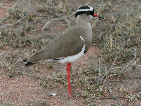 Crowned plover (Vanellus coronatus)の写真素材