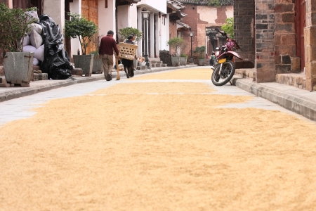 Weishan, China, October 04, 2011 - Local people spreading out paddy rice on the street pavement to get it dried, as they traditionally use to do (like the broom-in-hand man of the image) in the old town Weishan, Yunnan, China.のeditorial素材