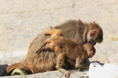Mother and baby monkeys-macacus rhesus-looking for some food among the people passing by on the banks of the Bagmati river-Pashupatinath temple-Deopatan-Kathmandu-Nepal の写真素材