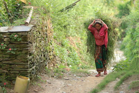 BANDIPUR, NEPAL - OCTOBER 7: Nepali young woman carries on her back a pack of freshly cut grass for to feed her family.s livestock on October 7, 2012 in Bandipur-Tanahu district-Gandaki zone-Nepal.のeditorial素材