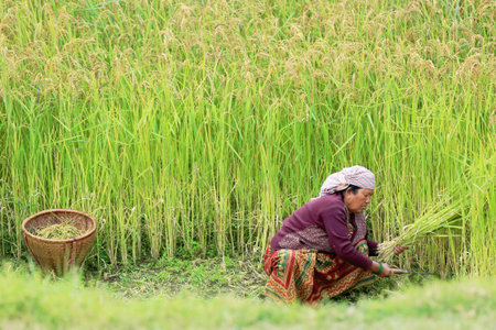 GHANDRUK, NEPAL - OCTOBER 10: Nepalese woman crops by hand with a sickle some rice ears on October 10, 2012 in Ghandruk village-Annapurnas Tour trekking route-foothills of Himalayas-Kaski district-Gandaki zone-Nepal.のeditorial素材