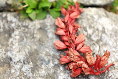 Reddish leaves of almost dry plant on the grounds of the Gurung Cottage Hotel-Ghandruk on the Annapurnas Tour trekking route through the foothills of the Himalayas. Kaski district-Gandaki zone-Nepal. の写真素材