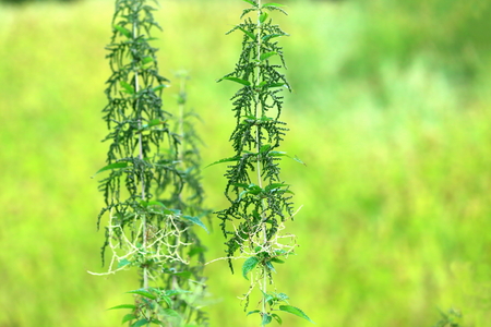 Group of erect green plants in the middle of a field on the outskirts of Ghandruk village on the Annapurnas Tour trekking route through the foothills of the Himalayas. Kaski distr.-Gandaki zone-Nepal.の写真素材