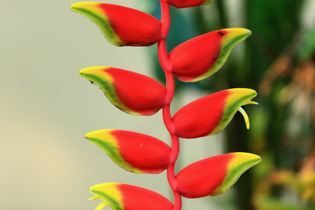 Heliconia rostrata flower growing down hanging from the plant.s trunk and showing small ants on it. Safari Narayani Lodge.s gardens in Ghatgain-Patihani-Chitwan distr.-Narayani zone-Nepal.の写真素材