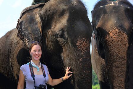 CHITWAN, NEPAL - OCTOBER 14: Indian elephants -elephas maximus indicus- transport tourists on safari at dawn through the grasslands that border the Rapti river in the bufferzone off the Chitwan Nnal.Park in the Terai area on October 14, 2012. Chitwan distのeditorial素材