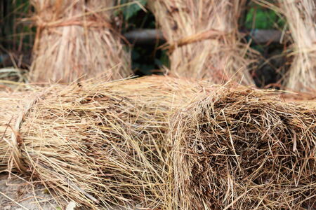 Bunches of rice straw leaning on the fence of the rear orchard of a traditional homestead in Patihani-Chitwan district-Nepalの写真素材