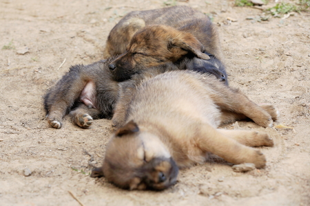Three puppy dogs sleeping on the floor of a street in the old city area. Dhulikhel-Kavrepalanchok district-Bagmati Zone-Nepal.の写真素材