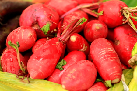 Various vegetables -radishes- in a stall of a market in the lower area of town. Gyantse city and county-Shigatse pref.-Tibet.の写真素材