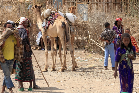 SENBETE, ETHIOPIA-MARCH 24: Camel shepherds of the afar people attend the sunday market where the oromo-amhara-afar peoples meet on March 24, 2013. Senbete-Oromia zone-Amhara region-Ethiopia.のeditorial素材