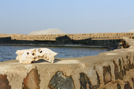 Salt block-artificial pool for water evaporation-salt mounds beside the W.bank on the S.section of the c.100 km2-102 ms.below sea level-160 ms.deep Lake Afrera. Danakil-Adm.zone 2-Afar region-Ethiopiaのeditorial素材