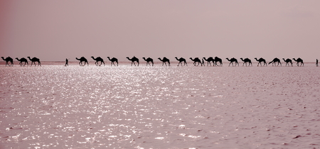 Afar herders lead caravans of dromedaries from Hamed Ale hamlet to Lake Assale saltern to load salt blocks and transport them to market in Berahile town through Danakil desert. Afar region-Ethiopia.のeditorial素材