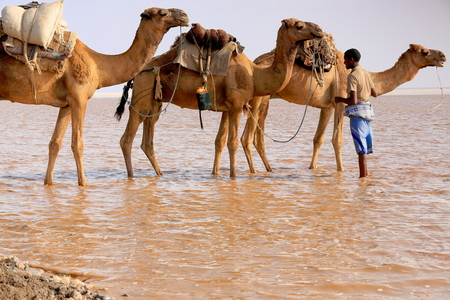 DANAKIL, ETHIOPIA-MARCH 28: Afar herder leads a caravan of dromedaries and donkeys from Hamed Ale hamlet to Lake Assale to load salt blocks and transport them to market-Berahile town on March 28, 2013のeditorial素材