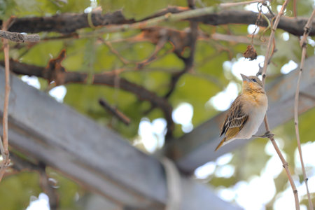 Ethiopian sparrow-like small bird perched on a little branch on the terrace of the Hikma...