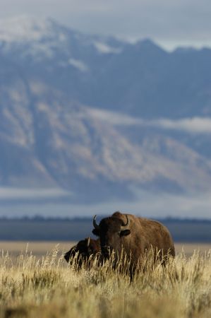 Buffalo near Jackson, wyomingの写真素材