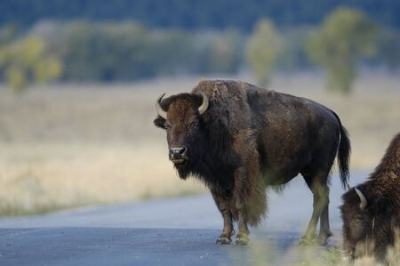 buffalo on road in Yellowstoneの写真素材