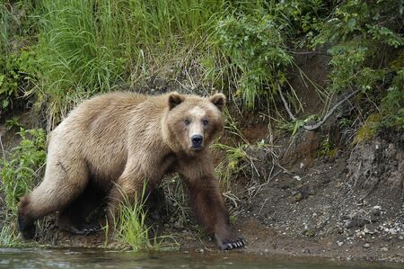 Brown bear walking on riverbankの写真素材