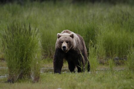 Brown bear stalkingの写真素材