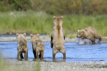 Brown bear cubs watching mom find salmonの写真素材