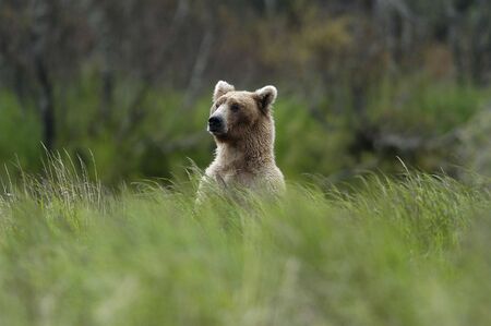 Brown bear standing above the green grassの写真素材