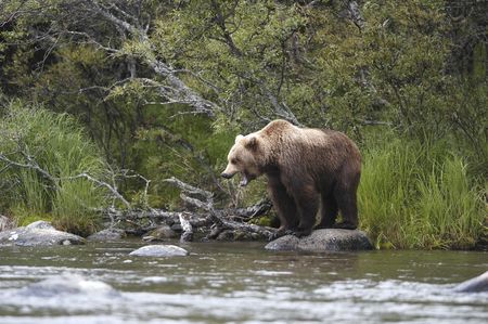 Brown bear standing on rock looking for salmonの写真素材