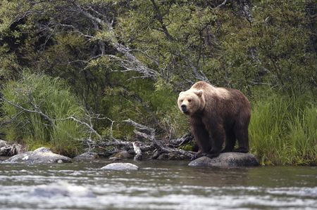 Brown bear standing on rockの写真素材