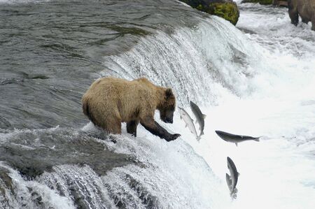 Brown bear trying to catch salmonの写真素材