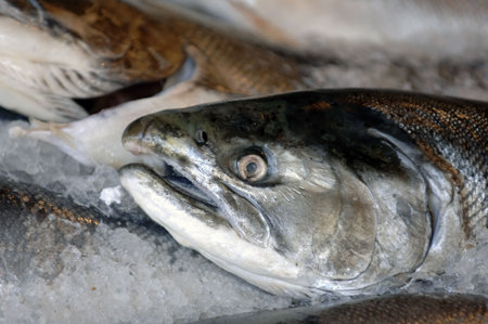 Fresh salmon ready for sushiの写真素材