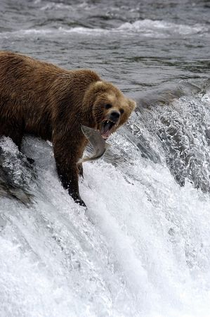 Brown bear trying to catch a salmonの写真素材